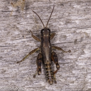 Phaulacridium vittatum at Hughes, ACT - 11 Apr 2020 01:28 PM