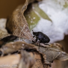 Onthophagus sp. (genus) (Dung beetle) at Hughes, ACT - 11 Apr 2020 by JonSteinbeck