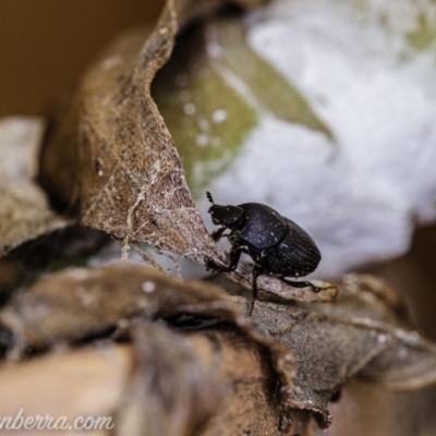 Onthophagus sp. (genus) (Dung beetle) at Hughes, ACT - 11 Apr 2020 by BIrdsinCanberra