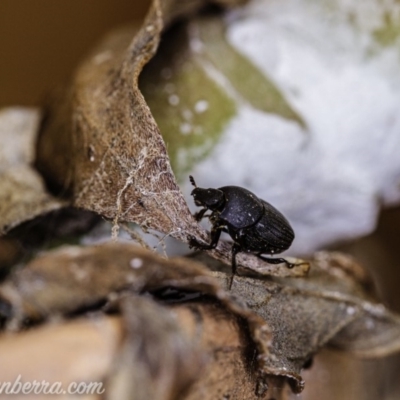 Onthophagus sp. (genus) (Dung beetle) at Hughes, ACT - 11 Apr 2020 by JonSteinbeck