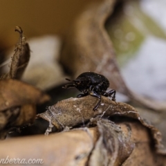 Onthophagus sp. (genus) at Hughes, ACT - 11 Apr 2020