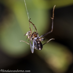 Milichiidae (family) at Hughes, ACT - 14 Apr 2020