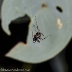 Milichiidae (family) at Hughes, ACT - 14 Apr 2020