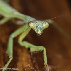 Pseudomantis albofimbriata (False garden mantis) at Hughes, ACT - 11 Apr 2020 by JonSteinbeck