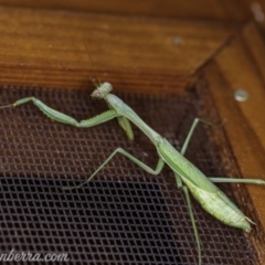 Pseudomantis albofimbriata at Hughes, ACT - 11 Apr 2020