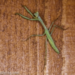 Pseudomantis albofimbriata at Hughes, ACT - 11 Apr 2020