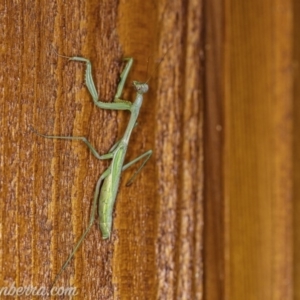 Pseudomantis albofimbriata at Hughes, ACT - 11 Apr 2020