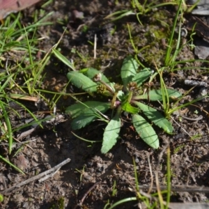 Solenogyne dominii at Wamboin, NSW - 20 Apr 2020