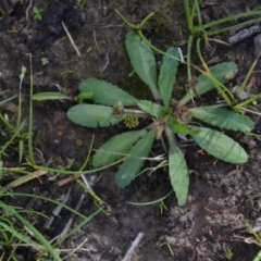 Solenogyne dominii at Wamboin, NSW - 20 Apr 2020