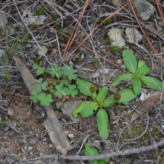 Solenogyne dominii at Wamboin, NSW - 20 Apr 2020