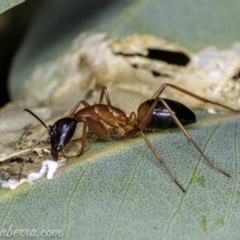 Camponotus consobrinus (Banded sugar ant) at Red Hill to Yarralumla Creek - 14 Apr 2020 by BIrdsinCanberra