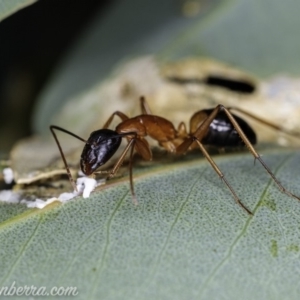 Camponotus consobrinus at Hughes, ACT - 14 Apr 2020