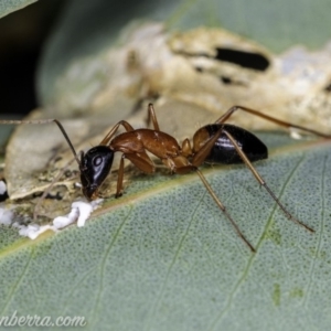Camponotus consobrinus at Hughes, ACT - 14 Apr 2020