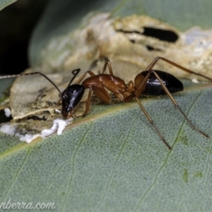 Camponotus consobrinus at Hughes, ACT - 14 Apr 2020