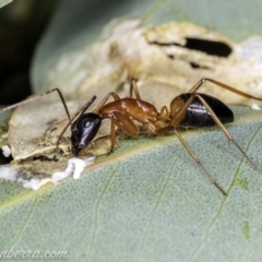 Camponotus consobrinus at Hughes, ACT - 14 Apr 2020