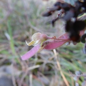 Bossiaea prostrata at Yass River, NSW - 9 May 2020