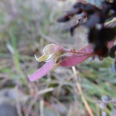 Bossiaea prostrata (Creeping Bossiaea) at Rugosa - 9 May 2020 by SenexRugosus