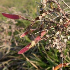 Bossiaea prostrata at Yass River, NSW - 9 May 2020