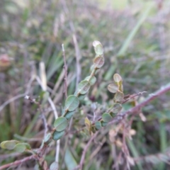 Bossiaea prostrata at Yass River, NSW - 9 May 2020