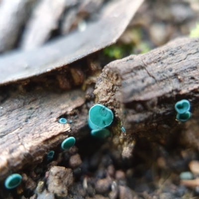 Chlorociboria (An elfcup fungus) at Hackett, ACT - 8 May 2020 by shoko