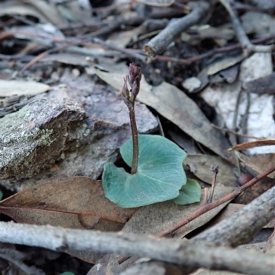Acianthus collinus (Inland Mosquito Orchid) at Aranda Bushland - 4 May 2020 by CathB