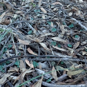 Acianthus collinus at Aranda, ACT - suppressed