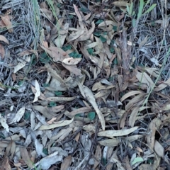 Acianthus collinus at Aranda, ACT - suppressed