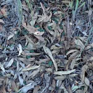 Acianthus collinus at Aranda, ACT - 4 May 2020