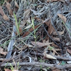 Bunochilus umbrinus (Broad-sepaled Leafy Greenhood) at Aranda Bushland - 4 May 2020 by CathB