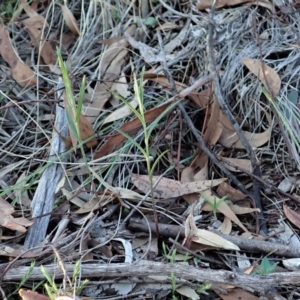 Bunochilus umbrinus (ACT) = Pterostylis umbrina (NSW) at suppressed - 4 May 2020