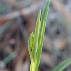 Bunochilus umbrinus (ACT) = Pterostylis umbrina (NSW) at suppressed - suppressed