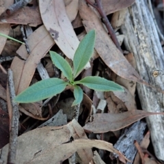 Bunochilus umbrinus (ACT) = Pterostylis umbrina (NSW) at suppressed - suppressed