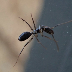 Camponotus claripes at Cook, ACT - 3 May 2020 04:57 PM