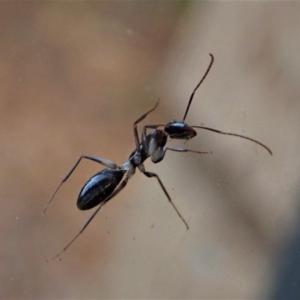 Camponotus claripes at Cook, ACT - 3 May 2020 04:57 PM