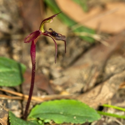 Chiloglottis reflexa (Short-clubbed Wasp Orchid) at Wingecarribee Local Government Area - 9 May 2020 by Aussiegall