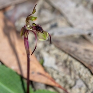 Chiloglottis reflexa at Penrose - suppressed