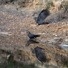 Calyptorhynchus lathami lathami (Glossy Black-Cockatoo) at Wingecarribee Local Government Area - 3 May 2020 by Aussiegall