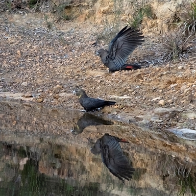 Calyptorhynchus lathami lathami (Glossy Black-Cockatoo) at Penrose, NSW - 3 May 2020 by Aussiegall