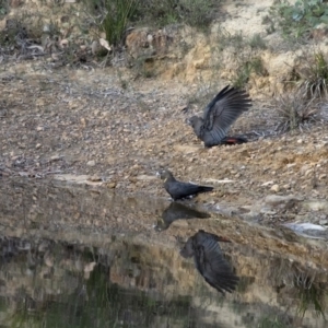 Calyptorhynchus lathami at Penrose, NSW - 3 May 2020