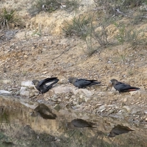 Calyptorhynchus lathami lathami at Penrose, NSW - suppressed