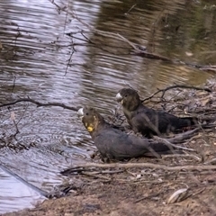 Calyptorhynchus lathami lathami at Penrose, NSW - suppressed