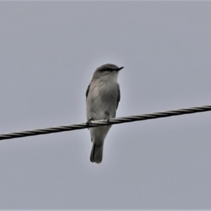 Microeca fascinans at Black Range, NSW - 6 Apr 2019 11:05 AM