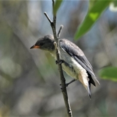 Dicaeum hirundinaceum (Mistletoebird) at Black Range, NSW - 14 Jan 2019 by AndrewMcCutcheon