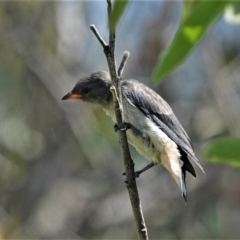 Dicaeum hirundinaceum (Mistletoebird) at Black Range, NSW - 13 Jan 2019 by AndrewMcCutcheon