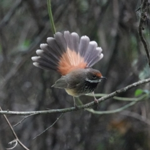 Rhipidura rufifrons at Black Range, NSW - 22 Feb 2019