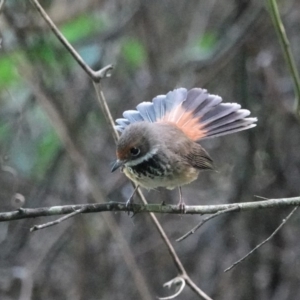 Rhipidura rufifrons at Black Range, NSW - 22 Feb 2019 03:15 PM