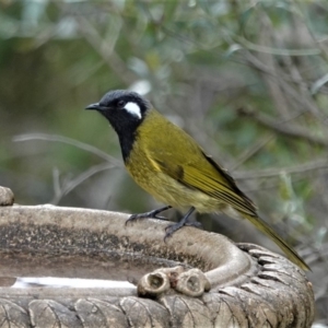 Nesoptilotis leucotis at Black Range, NSW - 18 Jun 2019