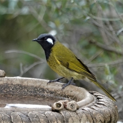 Nesoptilotis leucotis (White-eared Honeyeater) at Black Range, NSW - 18 Jun 2019 by AndrewMcCutcheon