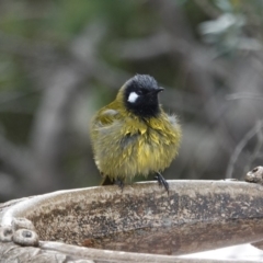 Nesoptilotis leucotis at Black Range, NSW - 18 Jun 2019