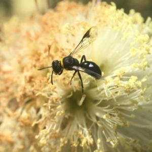 Hylaeus sp. (genus) at Mogo, NSW - 23 Oct 2019